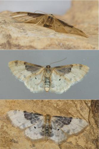 Réf. 120 507 : Idaea filicata