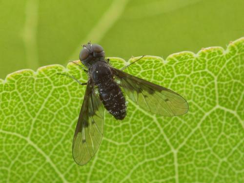 Anthrax sp.