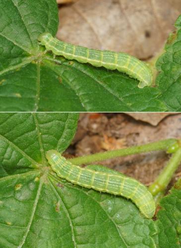 Triphosa sp.