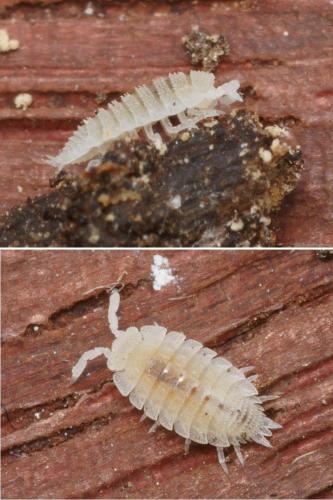Platyarthrus caudatus