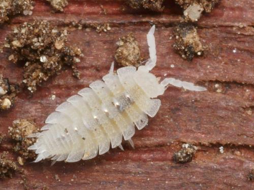 Platyarthrus caudatus