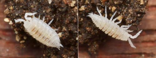 Platyarthrus caudatus