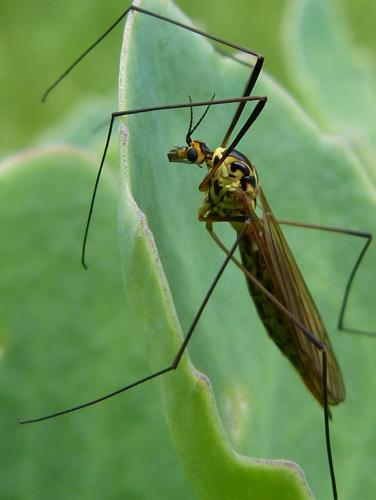 Nephrotoma flavescens