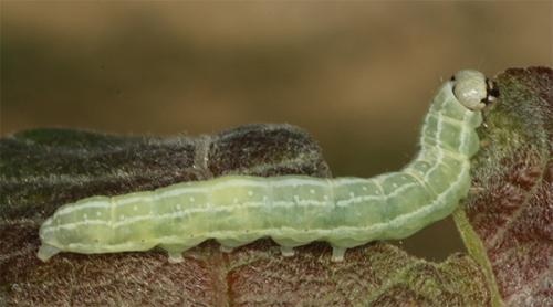 Réf. 120 261 : Brachylomia viminalis