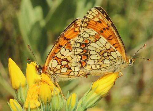 Melitaea athalia celadussa