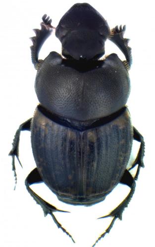Réf. 120 042 : Onthophagus fracticornis