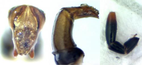 Réf. 120 054 : Onthophagus fracticornis