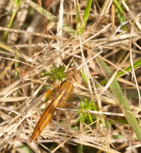 Crocothemis erythraea