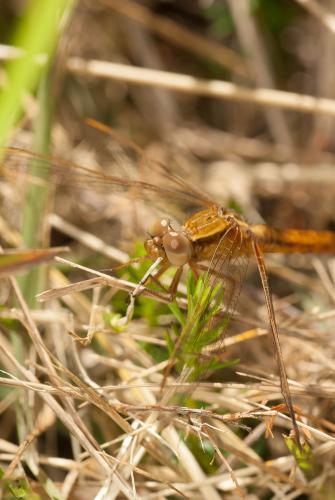 Crocothemis erythraea