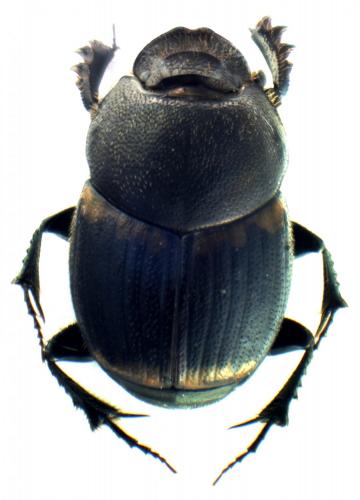 Réf. 120 028 : Onthophagus fracticornis