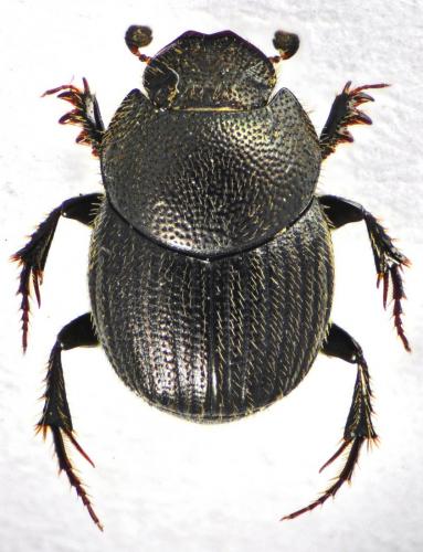 Onthophagus grossepunctatus