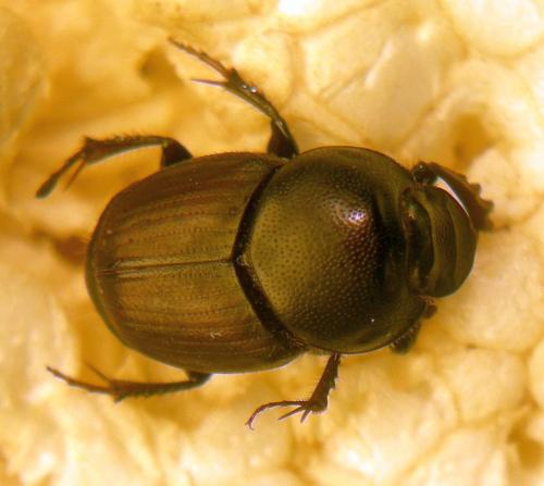 Réf. 120 720 : Onthophagus taurus
