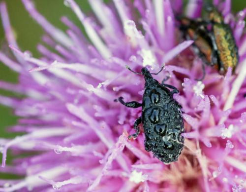 Réf. 120 697 : Larinus sp.