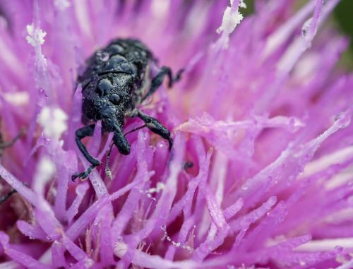 Réf. 120 698 : Larinus sp.