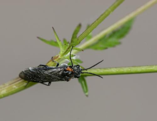 Réf. 120 477 : Dolerus haematodes