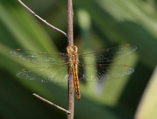 Pantala flavescens