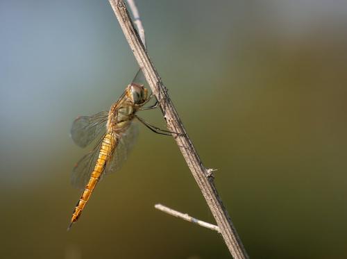 Réf. 120 005 : Pantala flavescens