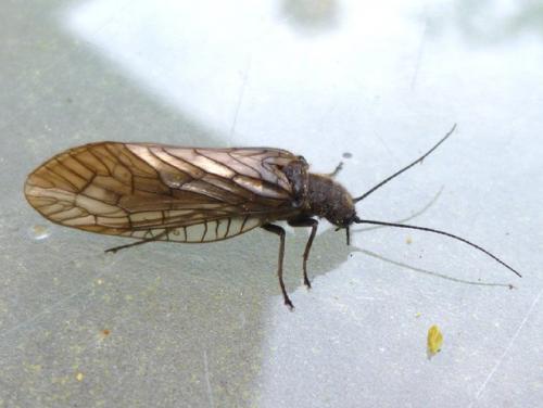 Sialis sp.