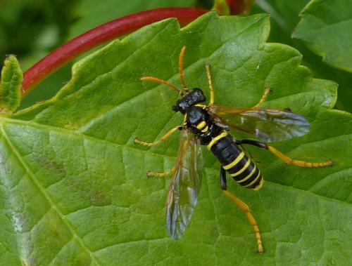Réf. 120 488 : Tenthredo scrophulariae