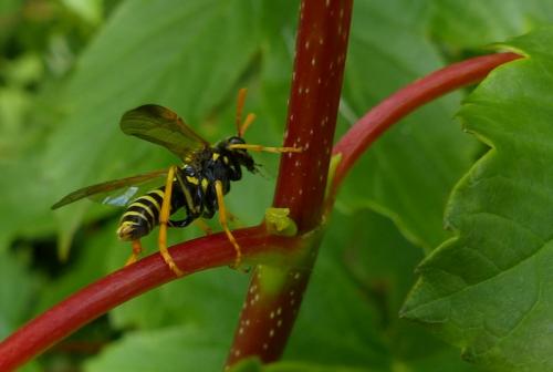 Tenthredo scrophulariae