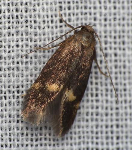 Borkhausenia minutella