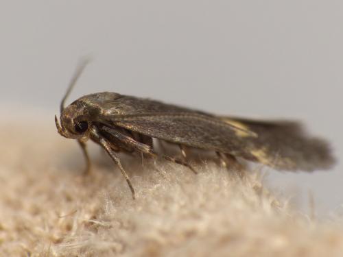 Borkhausenia minutella
