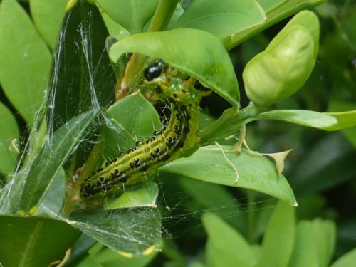 Cydalima perspectalis