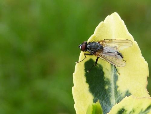Réf. 120 666 : Leucophora sp.
