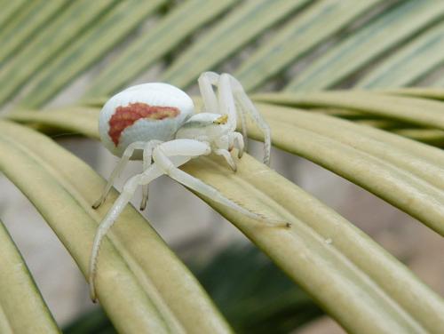 Misumena vatia