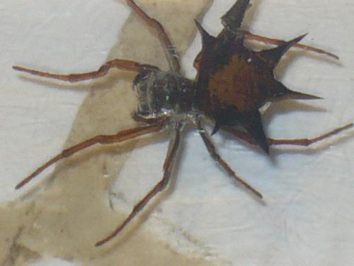 Réf. 120 165 : Gasteracantha sp.