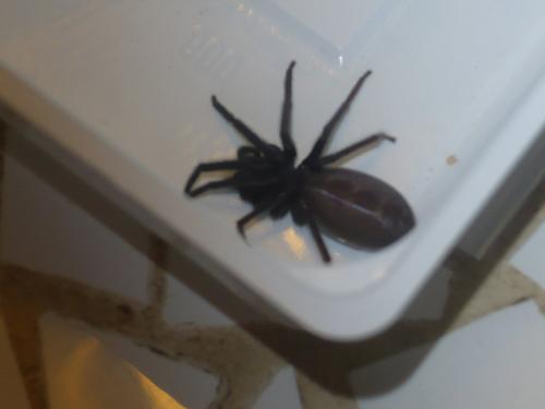 Segestria florentina