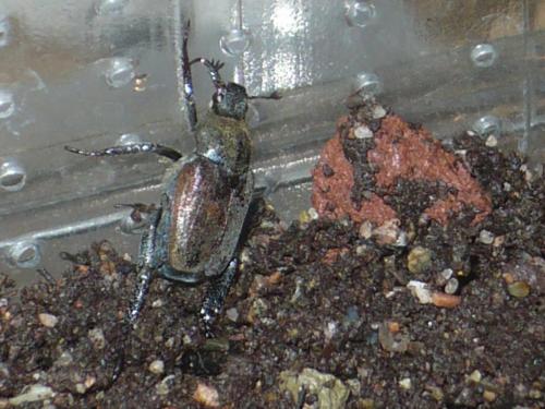 Réf. 120 889 : Hoplia philanthus