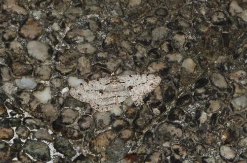 Réf. 120 937 : Hypomecis roboraria