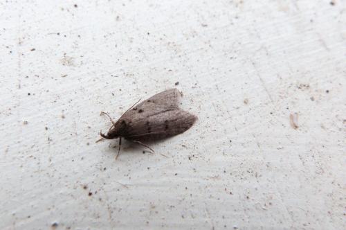 Luquetia lobella