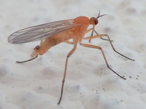 Empis lutea