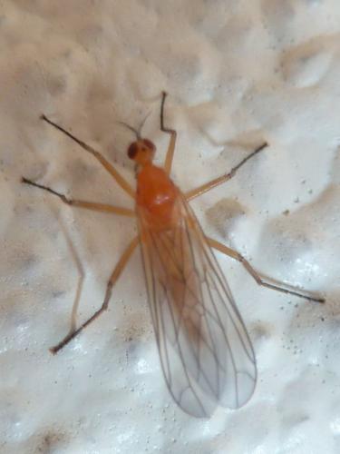 Empis lutea