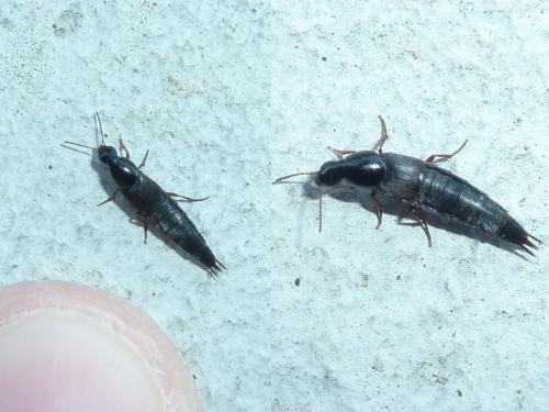 Quedius sp.