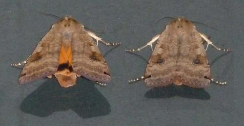 Noctua pronuba