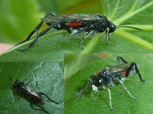 Réf. 120 203 : Macrophya militaris