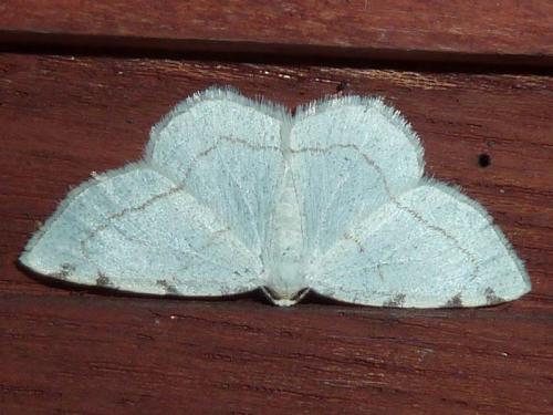 Réf. 120 253 : Stegania trimaculata