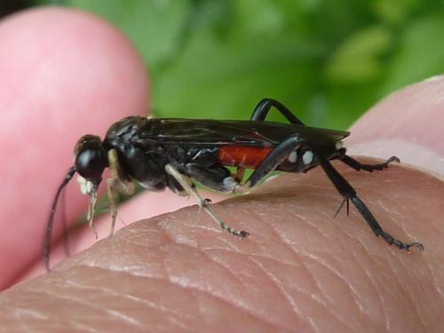 Réf. 120 244 : Macrophya militaris