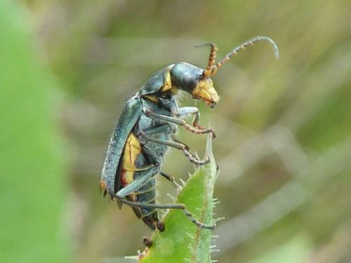 Réf. 120 531 : Clanoptilus elegans