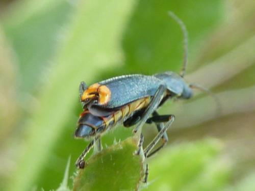 Clanoptilus elegans