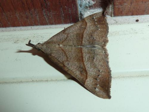 Réf. 120 521 : Hypena proboscidalis