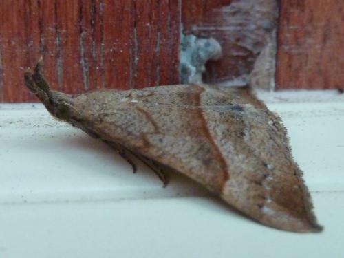 Réf. 120 522 : Hypena proboscidalis