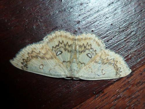 Réf. 120 577 : Cyclophora annularia