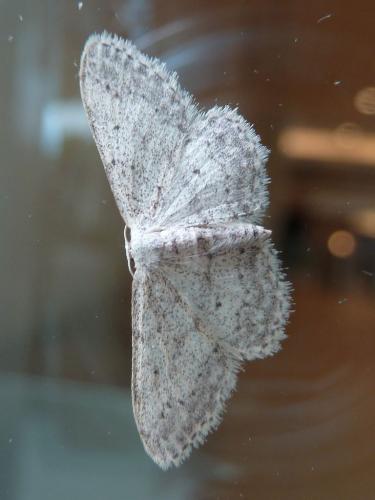 Idaea seriata