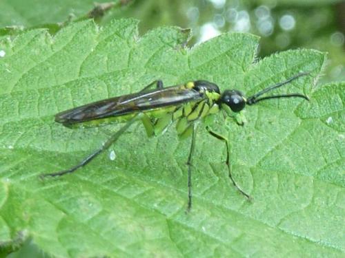 Réf. 120 913 : Tenthredo mesomela