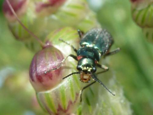Malachius bipustulatus