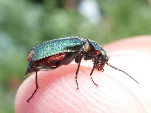 Malachius bipustulatus